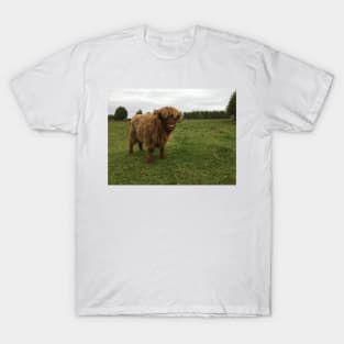 Scottish Highland Cattle Calf 1546 T-Shirt